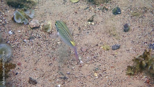 Arabian monocle bream (Scolopsis ghanam), belongs to the family Nemipteridae, it is reef-associated fish inhabiting shallow sandy and stone bottoms near coral reefs, Red Sea