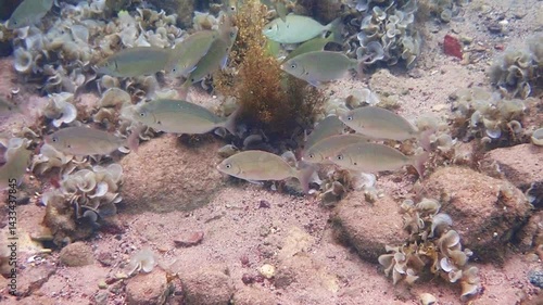 Schools of White Sea Bream (Diplodus sargus) and Dusky spinefoot (Siganus luridus) eat algae from stones. Both species are popular marine edible fish in the Mediterranean and Red Seas



