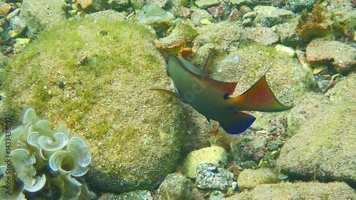 Brown surgeon-fish, (Acanthurus nigrofuscus) is common inhabitant of coral reefs in the Red Sea