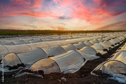 Field of greenhouses with a cloudy sky in the background. The sky is orange and pink
