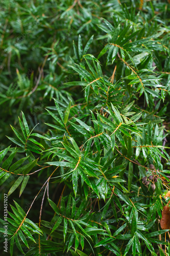 green plant background