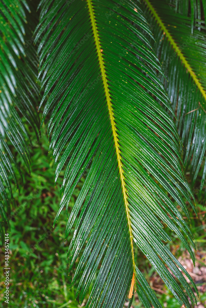 green leaf background