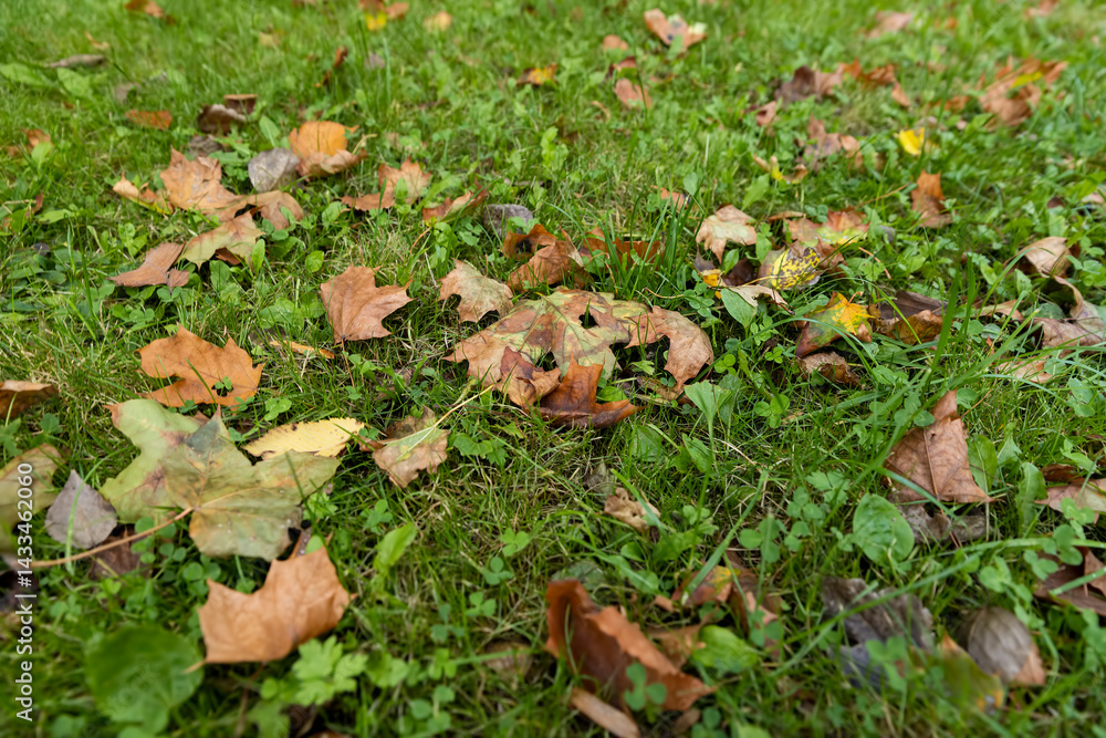 foliage of trees on the grass autumn, foliage on the ground during the autumn leaf fall