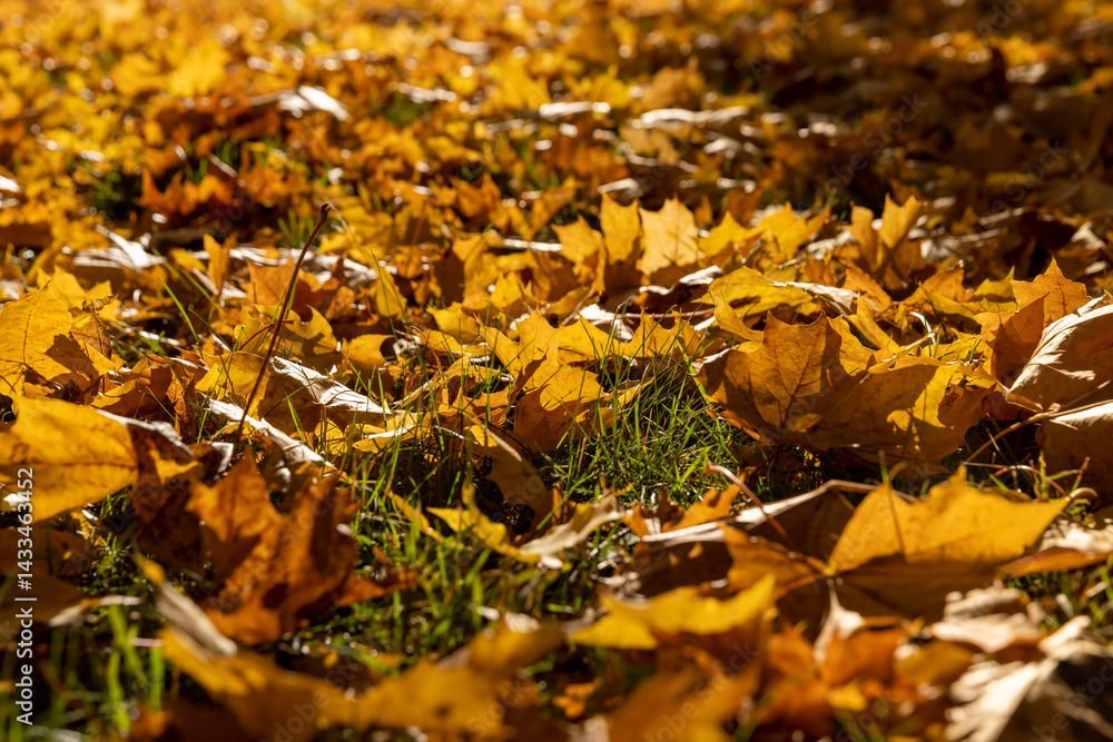 the foliage of trees on the ground after leaf fall , sunny weather in Indian summer, side view