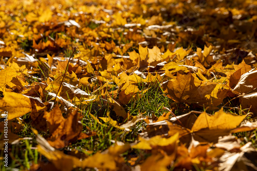 Obraz na płótnie the foliage of trees on the ground after leaf fall , sunny weather in Indian summer, side view w salonie