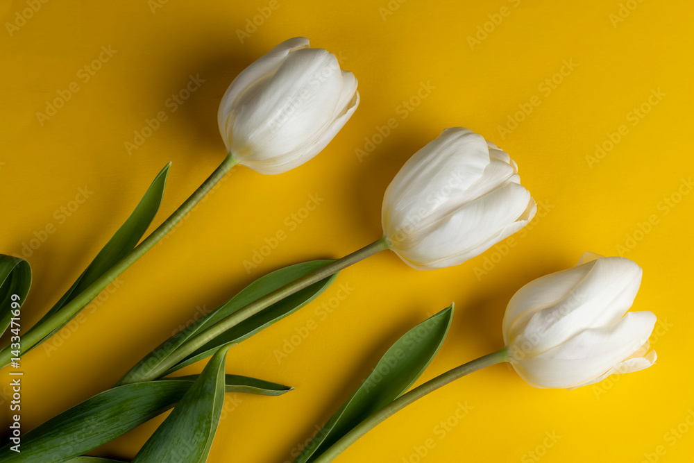 three tulips on yellow paper, yellow paper and white tulip flowers, close up, top view of the object