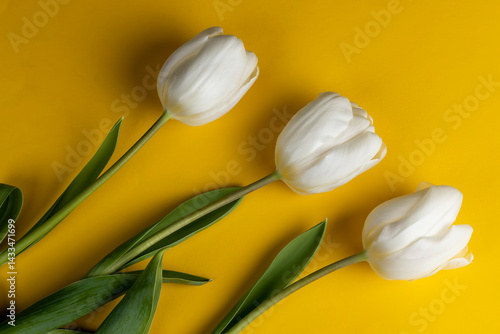 Obraz na płótnie three tulips on yellow paper, yellow paper and white tulip flowers, close up, top view of the object w salonie