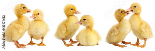 Set of Two adorable ducklings with charming features isolated on a transparent background
