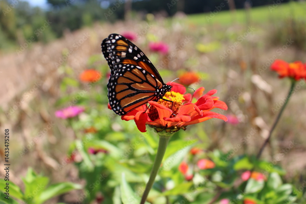 Fototapeta premium Monarch butterfly feeding on a vibrant red zinnia, surrounded by a colorful flower field in full bloom
