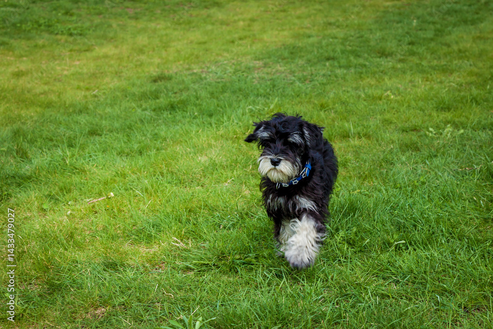 Fototapeta premium Mini schnauzer puppy walking on green grass Adorable black and gray miniature schnauzer puppy with a blue collar walking across a vibrant green lawn on a bright day