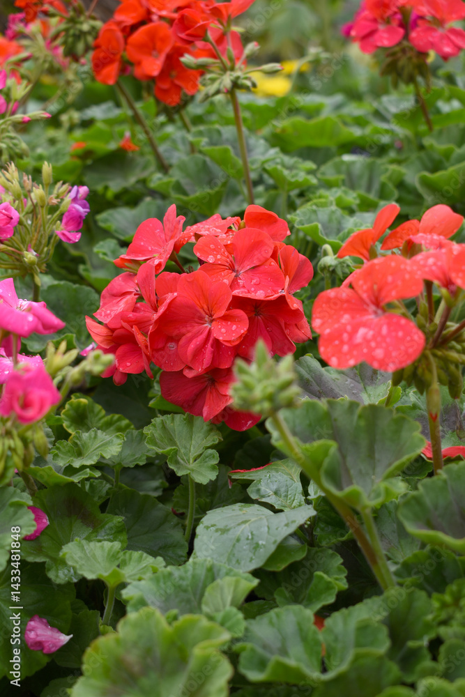 Blooming vibrant red geranium Pelargonium flowers closeup, Blooming of Geranium, closeup shot of red geranium flowers in garden, geranium in the exhibition of geraniums in Chakwal, Punjab, Pakistan Blooming vibrant red geranium Pelargonium flowers closeup, Blooming of Geranium, closeup shot of red geranium flowers in garden, geranium in the exhibition of geraniums in Chakwal, Punjab, Pakistan
