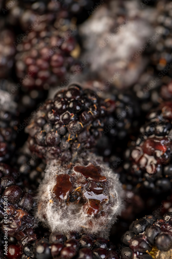 spoiled black blackberries covered with mold, spoiled food products naturally grown blackberries