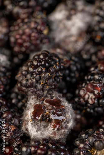 spoiled black blackberries covered with mold, spoiled food products naturally grown blackberries