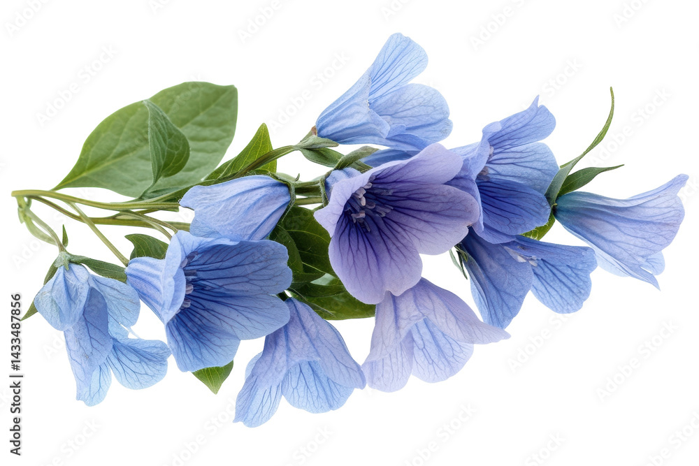 Fototapeta premium Delicate pale blue flowers on a black background showcasing their intricate veining and soft petals with on transparent background