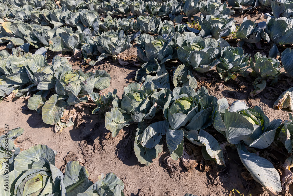 cabbage crop, part of which was damaged by insect caterpillars, close up, side view