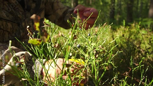 Man weared in camouflage picks wild bilberries close-up on sunny day in a forest
