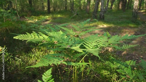 Wild fern grows in a forest close-up with shallow depth of field
