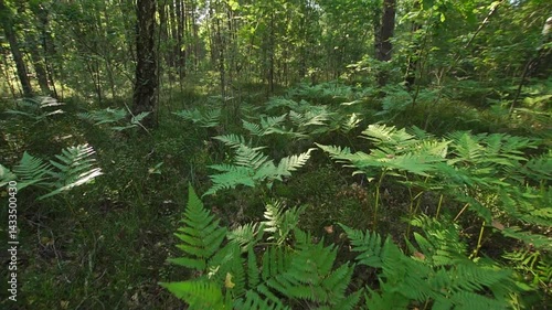 Wild green fern in a forest wide angle first person view
