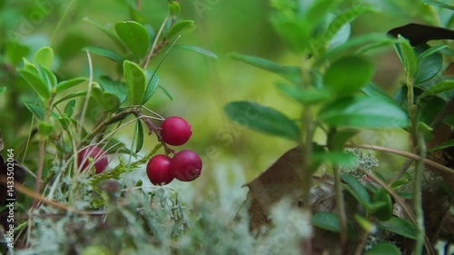 Several ripe red berries of wild lingonberry macro shot in a summer forest
