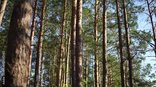 
Thin and tall pines in a summer forest on sunny day middle shot 

