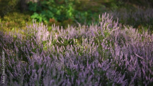 A colorful meadow of wild purple flowers in a foreset on sunny summer day truck middle shot
