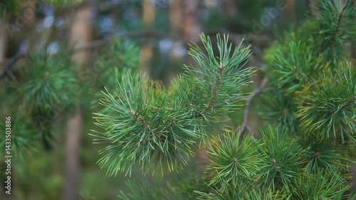 Young needles of a pine tree in a forest close-up
