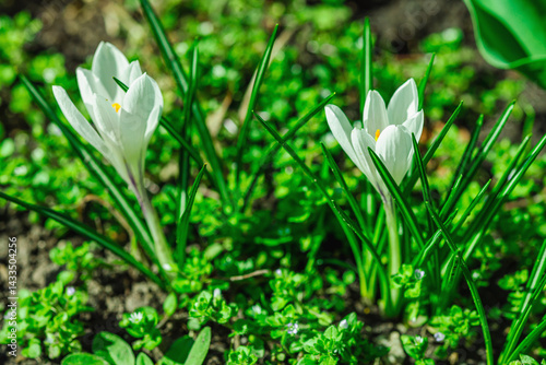Blooming crocuses in a spring garden within the city. Macro shot of colorful flowers and petals