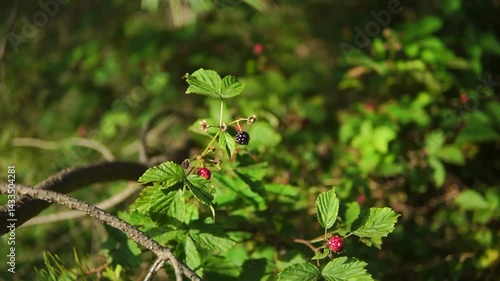 Wild blackberries on a bush with shallow depth of field on sunny day in a summer forest
