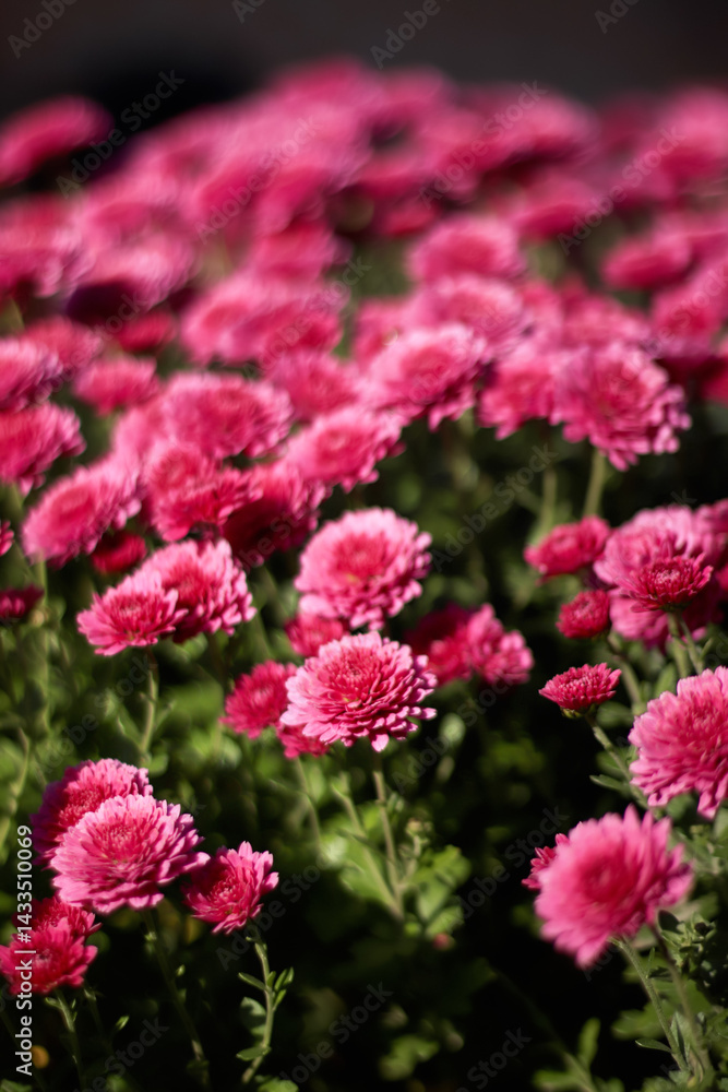 Vertical shot of pink chrysanthemums flowers on a soft background, perfect for reels or story wallpaper