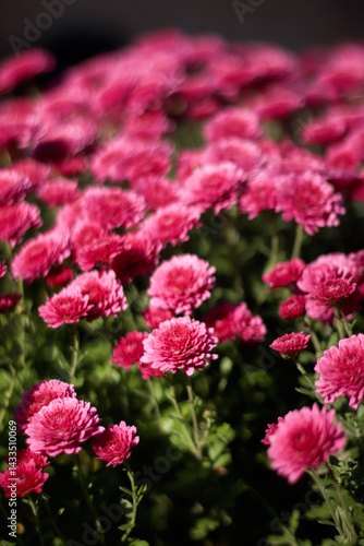 Obraz na płótnie Vertical shot of pink chrysanthemums flowers on a soft background, perfect for reels or story wallpaper w salonie
