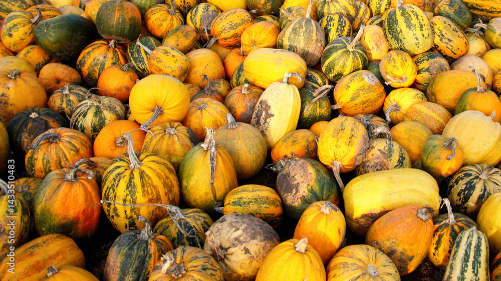 Many dirty pumpkins on yellow background, outdoor natural scene with copy space and banner layout. Happy Halloween concept