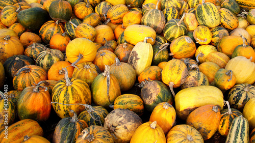 Obraz na płótnie Many dirty pumpkins on yellow background, outdoor natural scene with copy space and banner layout. Happy Halloween concept w salonie