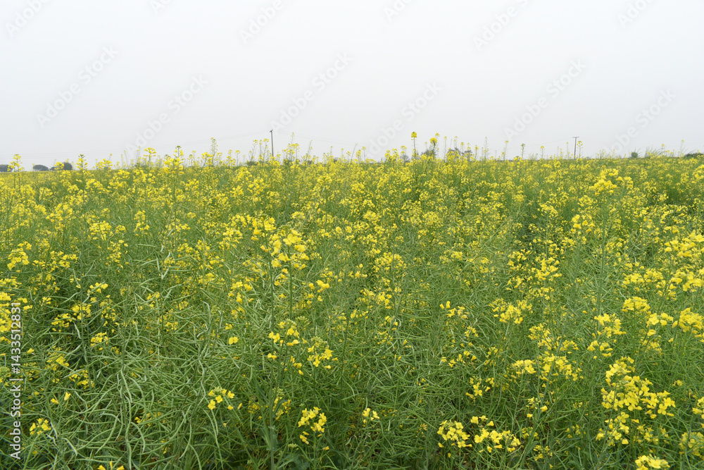 Fototapeta premium Mustard flower field is full blooming, yellow mustard field landscape industry of agriculture, mustard flowers closeup photo, Oil seed crop cultivation in Pakistan, Full Blooming Yellow Mustard Flower