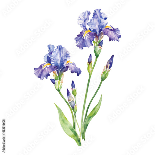 Beautiful Iris Flowers Isolated Hand Drawn Watercolor Painting Illustration with Green Leaves