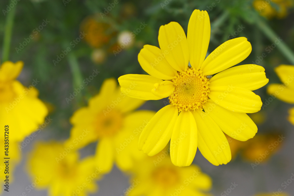 Bright Yellow Crown Daisy, Close-up of a Bright yellow crown daisy flower, blooming in nature, Close-up shot of beautiful yellow Crown Daisy flower (Chrysanthemum coronarium), Crown Daisy, Bright Yellow Crown Daisy, Close-up of a Bright yellow crown daisy flower, blooming in nature, Close-up shot of beautiful yellow Crown Daisy flower (Chrysanthemum coronarium), Crown Daisy,