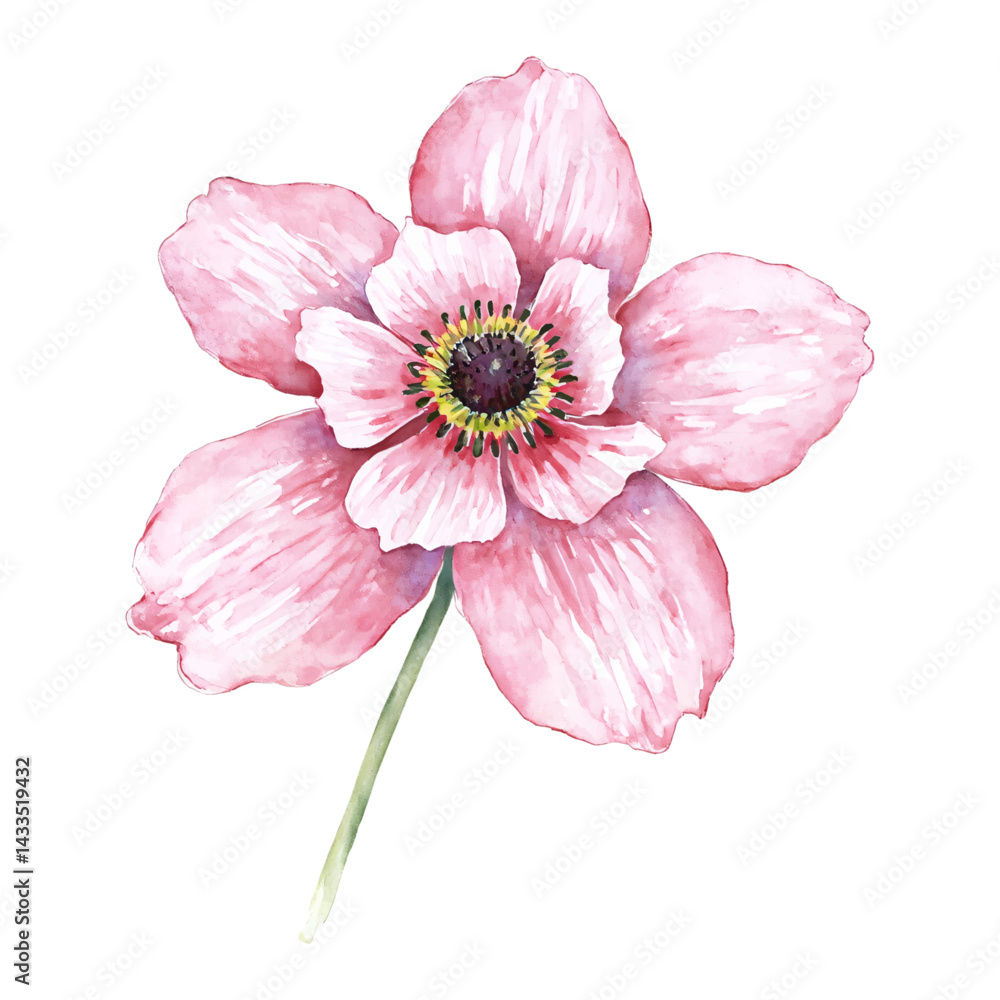 Pink Anemone Flower Isolated Hand Drawn Watercolor Painting Illustration Floral Blossom Artwork Pink Anemone Flower Isolated Hand Drawn Watercolor Painting Illustration Floral Blossom Artwork