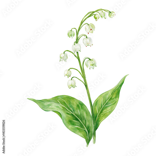 Lily of the Valley Flower with Green Leaves Isolated Hand Drawn Watercolor Painting Illustration