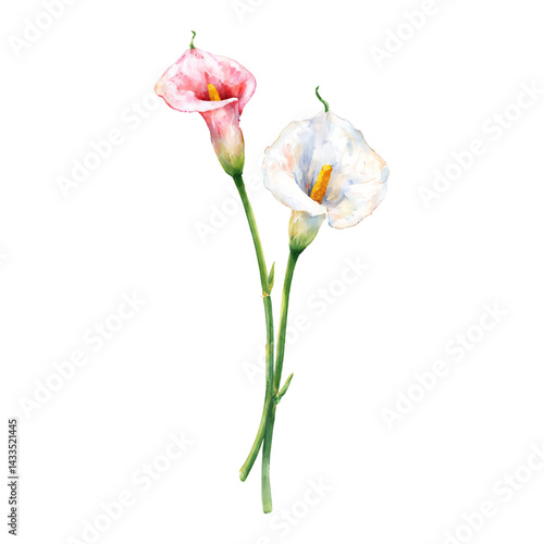 Calla Lily Flowers Pink and White Isolated Hand Drawn Watercolor Painting Illustration