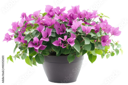 Wallpaper Mural Vibrant purple bougainvillea blossoms in a dark grey pot against a black background showcasing lush on transparent background Torontodigital.ca