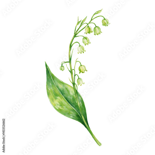 Lily of the Valley Flower with Green Leaf Isolated Hand Drawn Watercolor Painting Illustration