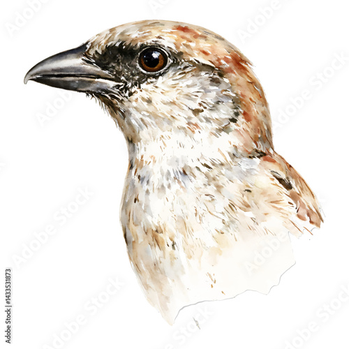 Sparrow Bird Head Portrait Detailed Watercolor Painting Isolated Hand Drawn Watercolor Illustration