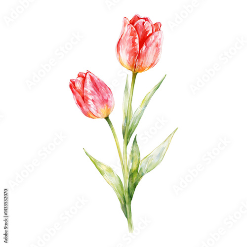 Two Red Tulip Flowers with Leaves Isolated Hand Drawn Watercolor Painting Illustration