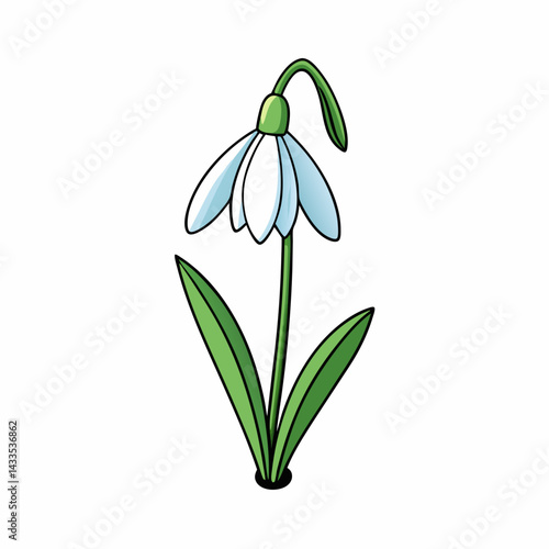 snowdrop flower isolated on white