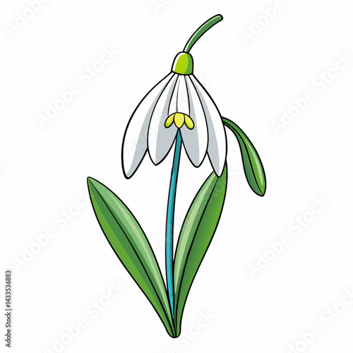 snowdrop flower isolated on white