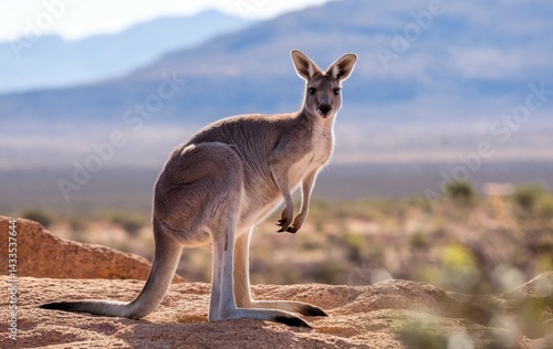 A kangaroo standing on a rocky terrain looking at the camera