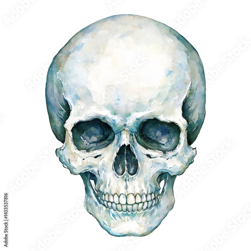 Full Body Skull Head Anatomical Isolated Hand Drawn Watercolor Painting Illustration