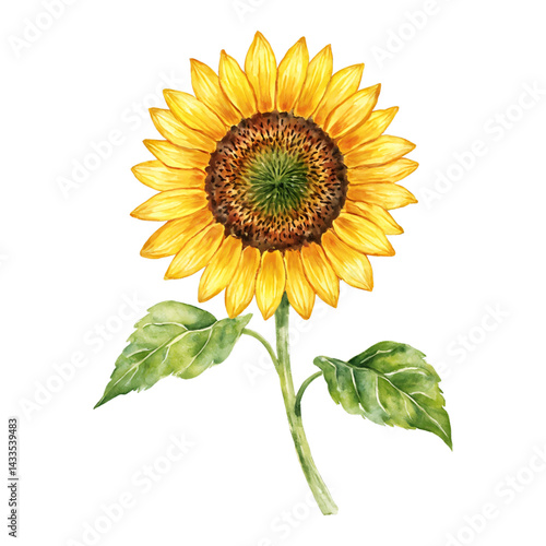 Beautiful Sunflower Blossom with Green Leaves Isolated Hand Drawn Watercolor Painting Illustration