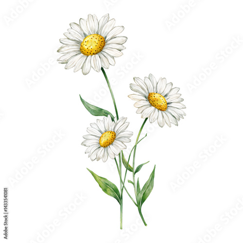 Beautiful Daisy Flowers with Green Leaves Isolated Hand Drawn Watercolor Painting Illustration