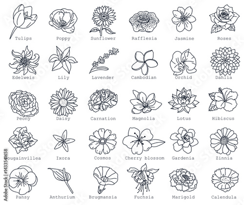 30 set of flowers background transparent. vector illustration flowers and their flower names style line icons: tulip, poppy, sunflower, rafflesia, jasmine, roses, edelweiss, lily, lavender, gardenia
