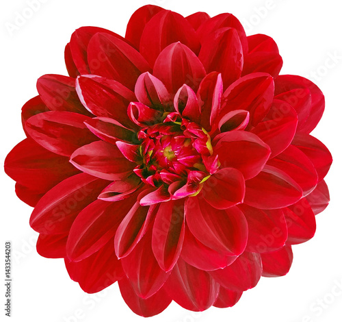 Red dahlia. Watercolor flower on  isolated background with clipping path.  For design.  Closeup.  Nature.